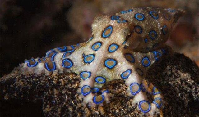 蓝环章鱼：海洋中隐身的剧毒