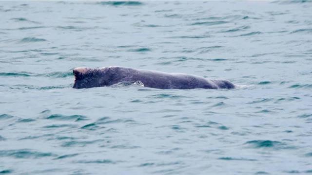 新加坡南部海域发现粉红色海豚 又称中华白海豚
