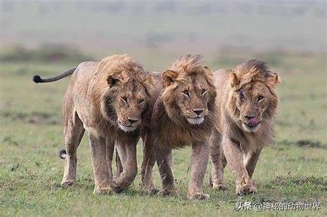 狮群中负责狩猎的是？妥妥像一个男尊女卑的封建社会家庭