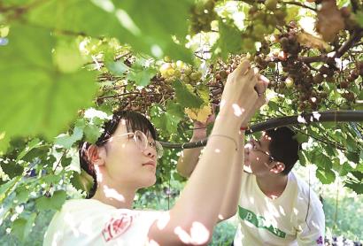 上海交大：“自己种的果子吃起来甜，心里更甜！”