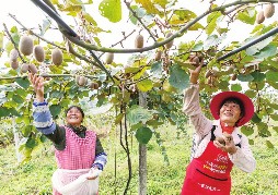 贵州黔西：采收生态猕猴桃 增加农民收入