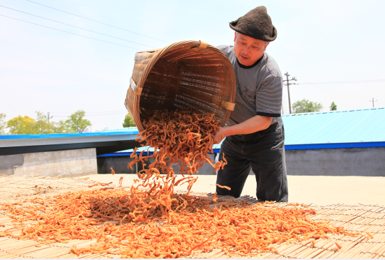 推进国家地标农产品建设 杭州萧山打造萝卜干金名片
