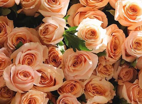 教师节送什么颜色的玫瑰花 女教师赠送粉玫瑰