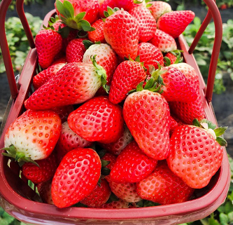 草莓采摘园人气上升 草莓成为水果店畅销之王