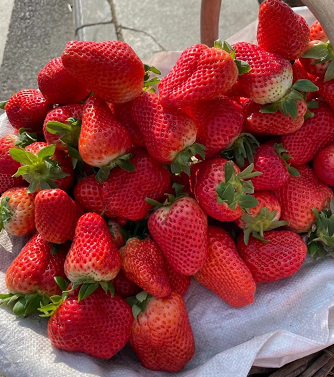 12月份草莓是反季水果吗？草莓的果期为6-7月