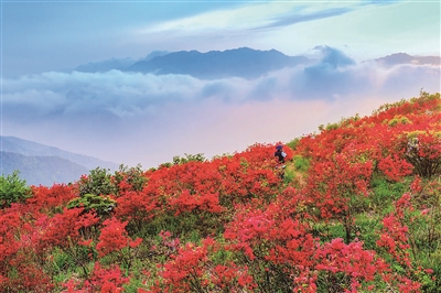 淳安野生杜鹃进入盛花期 红艳艳的花朵漫山遍野